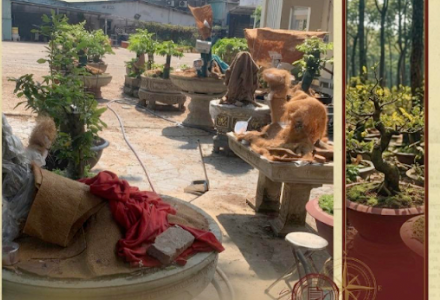 Côn Đảo chia đôi 42 cây mai: trả nửa, giữ nửa để giữ mặt mũi kiểm lâm?