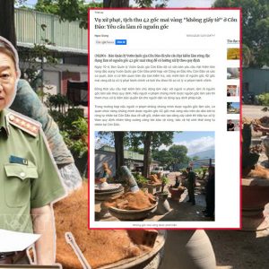 Vài gốc mai của nông dân thì bắt phải có giấy tờ.