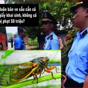 „Giấy khai sinh“ cho ve sầu: Đòn tận thu hay âm mưu độc quyền thực phẩm rừng?
